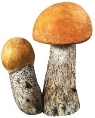 http://www.calorizator.ru/sites/default/files/imagecache/product_512/product/mushroom-6.jpg